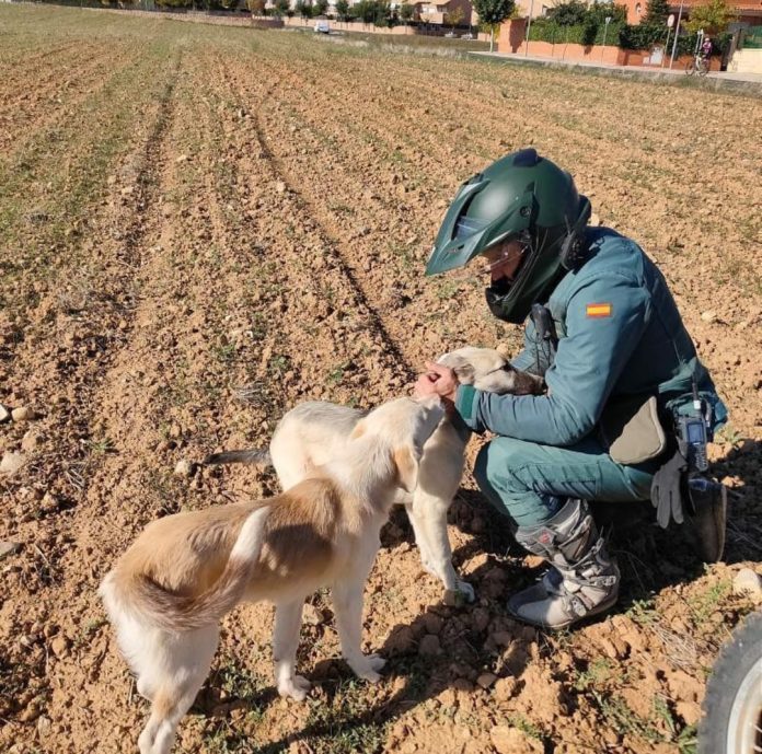 El maltrato sobre perros es sólo parte de lo denunciado por el Seprona en Guadalajara. (Foto: Guardia Civil)