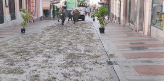 Cantueso esparcido para la procesión del Corpus en Guadalajara el 11 de junio de 2023. (Foto: La Crónic@)