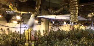 Plantación en el interior de un inmueble de alcolea del Pinar, al cargo de dos albaneses. (Foto: Guardia Civil)