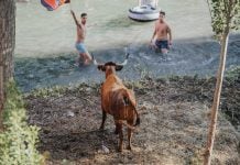 PACMA suspende su protesta contra las «Vacas al Tajo» de Trillo Vacas al Tajo, en una imagen de 2023.
