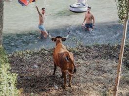 Vacas al Tajo, en una imagen de 2023.