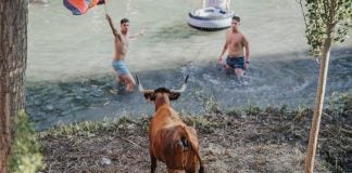 PACMA suspende su protesta contra las «Vacas al Tajo» de Trillo Vacas al Tajo, en una imagen de 2023.