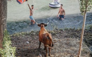 PACMA suspende su protesta contra las «Vacas al Tajo» de Trillo Vacas al Tajo, en una imagen de 2023.