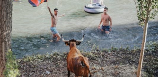 PACMA suspende su protesta contra las «Vacas al Tajo» de Trillo Vacas al Tajo, en una imagen de 2023.
