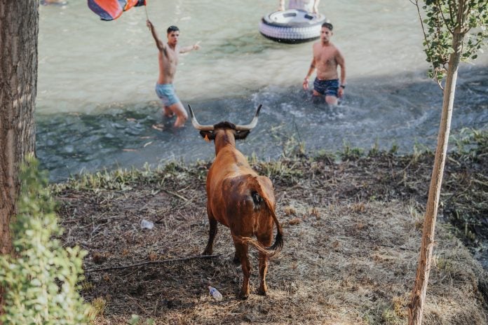 Vacas al Tajo, en una imagen de 2023.