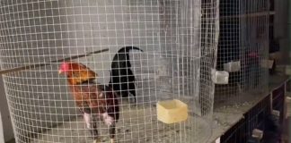 Uno de los gallos de pelea, en su jaula.