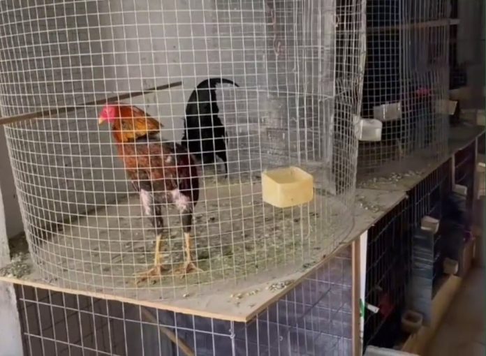 Uno de los gallos de pelea, en su jaula.