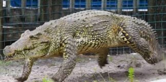 Estos cocodrilos del Caribe, capaces de correr como el de la imagen, tienen sus antepasados en Tamajón, en el norte de Guadalajara. (Foto: Gatorland Orlando)