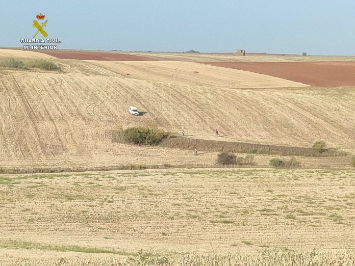 Los furtivos echaban a los galgos en estos sembrados, donde viven las avutardas, especies protegida.
