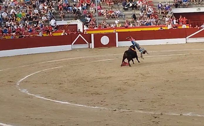 Momento de la cogida de Carla Otero en El Casar. (Foto: Cárdenos y jaboneros / Twitter)