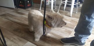 La entrada de los perros en los bares y otros locales también queda regulado con la Ley de Bienestar Animal, vigente desde el 29 de septiembre de 2023. (Foto: La Crónic@)