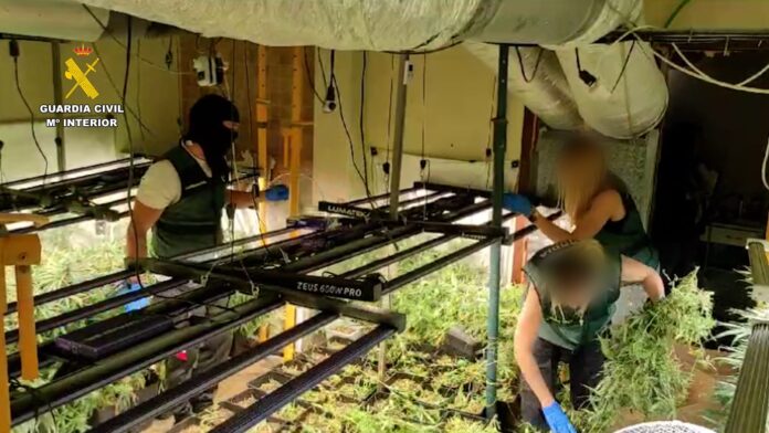 Cultivo de marihuana desmantelado en Villanueva de la Torre. (Foto: Guardia Civil)