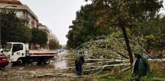 Balance de daños de la lluvia de este jueves en Azuqueca Árbol caído en Azuqueca el 19 de octubre de 2023.