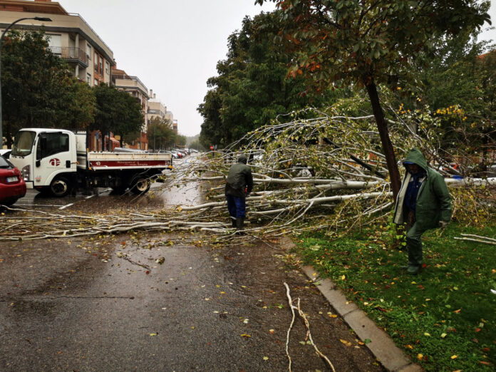 Árbol caído en Azuqueca el 19 de octubre de 2023.