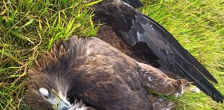 Águila imperial electrocutada. (Foto: Ecologistas en Acción)