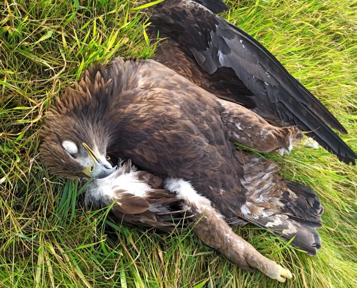 Águila imperial electrocutada. (Foto: Ecologistas en Acción)