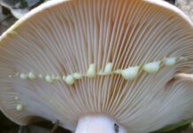 Con cuidado, es posible distinguir los níscalos buenos de los falsos, tanto por las láminas como por el color del látex.