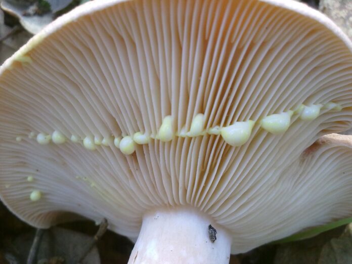 falso-niscalo Con cuidado, es posible distinguir los níscalos buenos de los falsos, tanto por las láminas como por el color del látex.