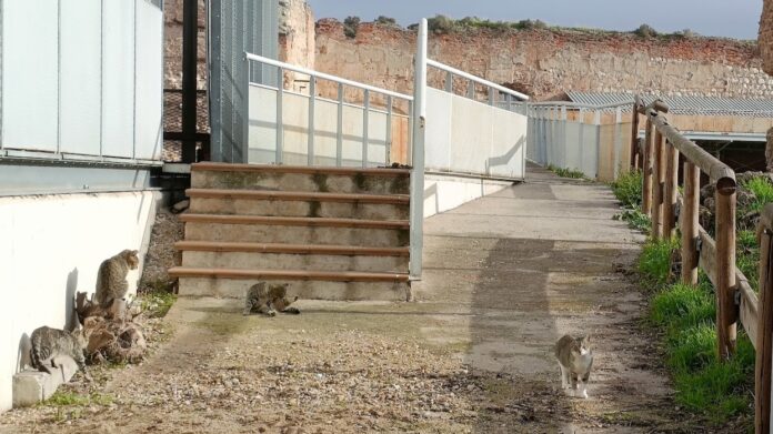 Gatos en el alcázar de Guadalajara, en noviembre de 2023. (Foto: La Crónic@)