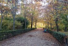 Rincón del parque del Retiro, en Madrid, a finales de noviembre de 2023, en los últimos días de un otoño casi primaveral. (Foto: La Crónic@)