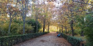 Rincón del parque del Retiro, en Madrid, a finales de noviembre de 2023, en los últimos días de un otoño casi primaveral. (Foto: La Crónic@)
