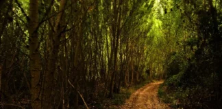El Barranco del Río Dulce, gratis y con guía para jóvenes Uno de los senderos dentro del Parque Natural del Río Dulce.