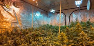 Parte de la plantación desmantelada en Sigüenza. (Foto: Guardia Civil)