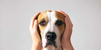 Muchos perros y gatos sufren con el ruido de cohetes y petardos.