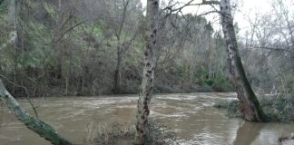 Aspecto del río Henares el pasado miércoles, 17 de enero de 2024.