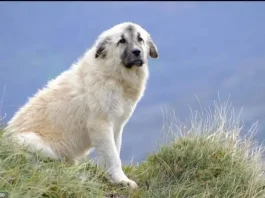 Este es "Chulo", el mastín de la noticia.