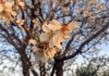 Árbol florecido en Guadalajara, en imagen del pasado 18 de febrero. (Foto: La Crónic@)