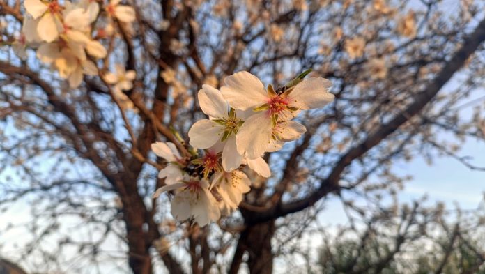 Árbol florecido en Guadalajara, en imagen del pasado 18 de febrero. (Foto: La Crónic@)