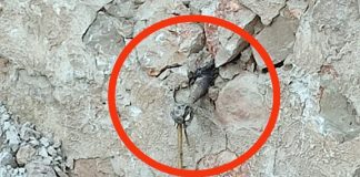 Una bomba en una pared Detalle del mortero aparecido en Escariche. (Foto: Guardia Civil)