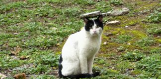 EL PASEANTE / El guardián del Fuerte El gato guardián del Fuerte de San Francisco, en febrero de 2024. (Foto: La Crónic@)