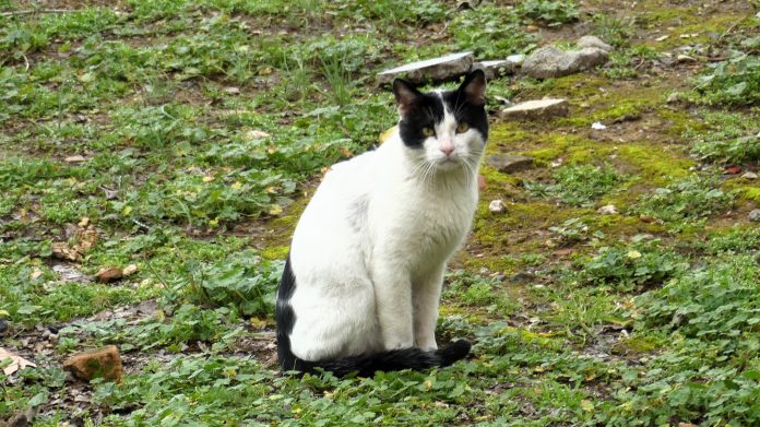 El gato guardián del Fuerte de San Francisco, en febrero de 2024. (Foto: La Crónic@)