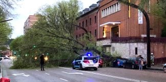 El árbol ha caído sobre la calzada y ha ocupado casi toda la calle Toledo, golpeando sobre tres coches.