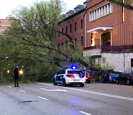 El árbol ha caído sobre la calzada y ha ocupado casi toda la calle Toledo, golpeando sobre tres coches.