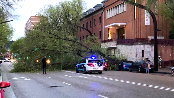 El árbol ha caído sobre la calzada y ha ocupado casi toda la calle Toledo, golpeando sobre tres coches.