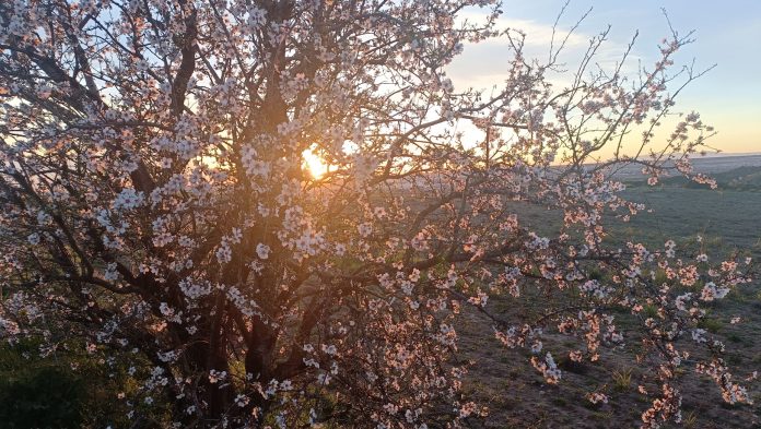 Un árbol completamente florecido en los alrededores de Guadalajara el 18 de febrero de 2024. (Foto: La Crónic@)