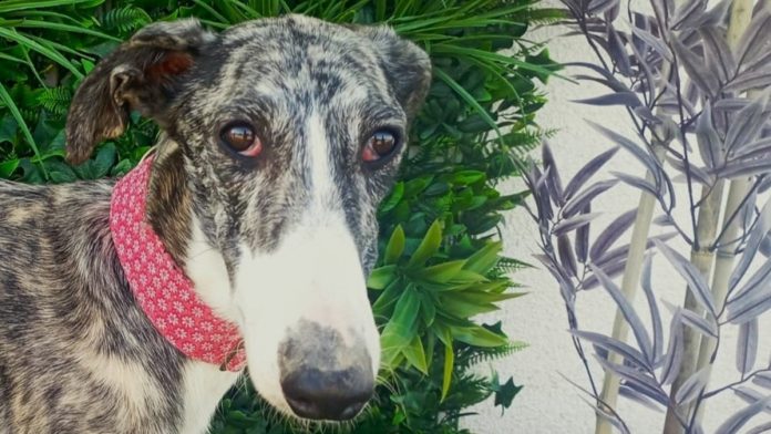 Hembra de galgo acogida por la asociación cordobesa que ha hecho pública esta denuncia.