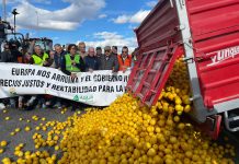 Los limones ya fueron usados en las recientes protestas de los agricultores. Muchos se han quedado sin recoger, por su bajo precio.