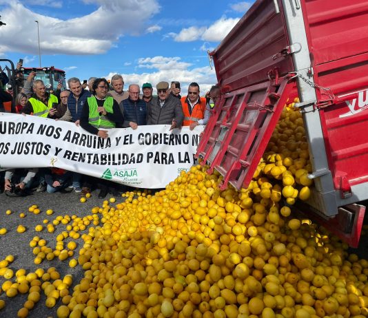 Los limones ya fueron usados en las recientes protestas de los agricultores. Muchos se han quedado sin recoger, por su bajo precio.