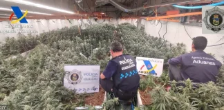 Plantación de marihuana bajo techo en la ciudad de Guadalajara.