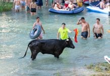Vacas al tajo