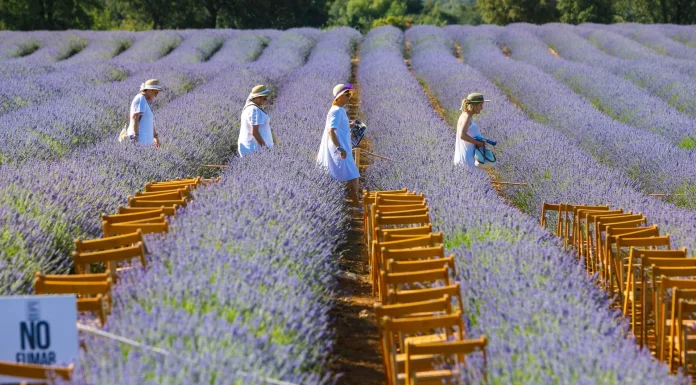 ¿Dispuesto a pagar 260 euros por asistir a un concierto entre plantas de lavanda en Brihuega? Festival de la Lavanda, en fotografía de la asociación que lo promueve.