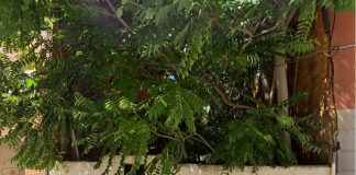 Sin puerta y con una auténtica selva que ocupa el solar y alcanza a las viviendas colindantes y a la calle se muestra el solar que va a ser limpiado, inicialmente, a costa de las arcas municipales. (Foto: Google Maps)