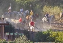 encierro de brihuega