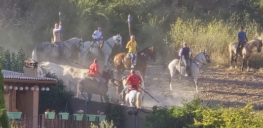 Se espera un multitudinario encierro de Brihuega encierro de brihuega