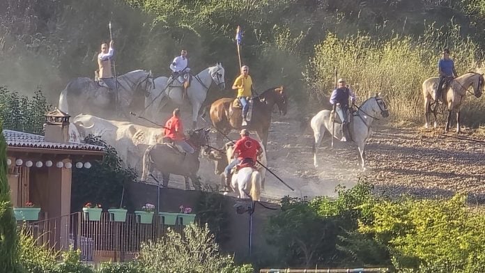 encierro de brihuega