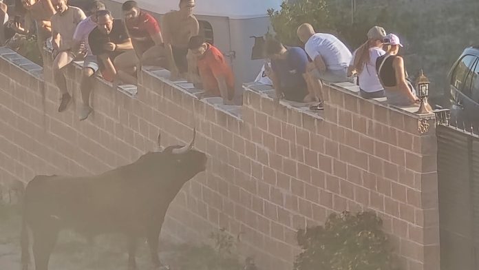 Una escena vivida en el encierro de Brihuega de 2024.